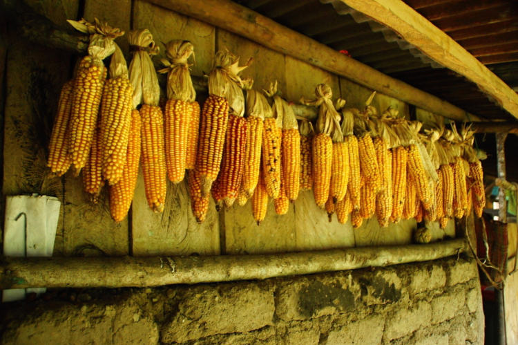 kukuřice patří mezi základní plodiny v Peru